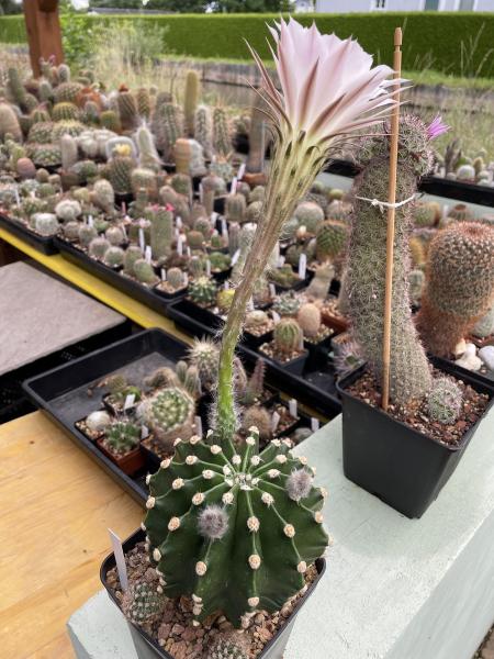 Echinopsis Hybr. rosa